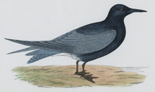 Antique bird prints by F.O. Morris Antique bird prints by F.O. Morris